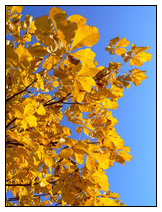 Kastanie mit leuchtend gelbem Herbstlaub