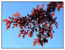 Roteiche im Herbst