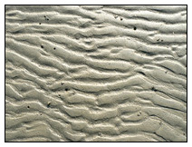 Sandriffelwatt an der Nordsee