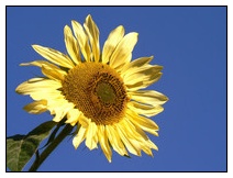 Sonnenblume vor blauem Himmel