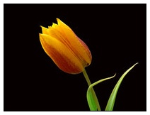 Rotgelbe Tulpe freigestellt