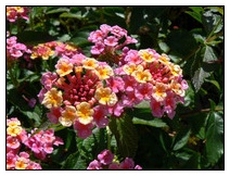 Wandelr�schen pink-gelb